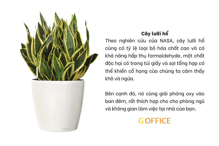 Cây lưỡi hổ - Cây để bàn làm việc
