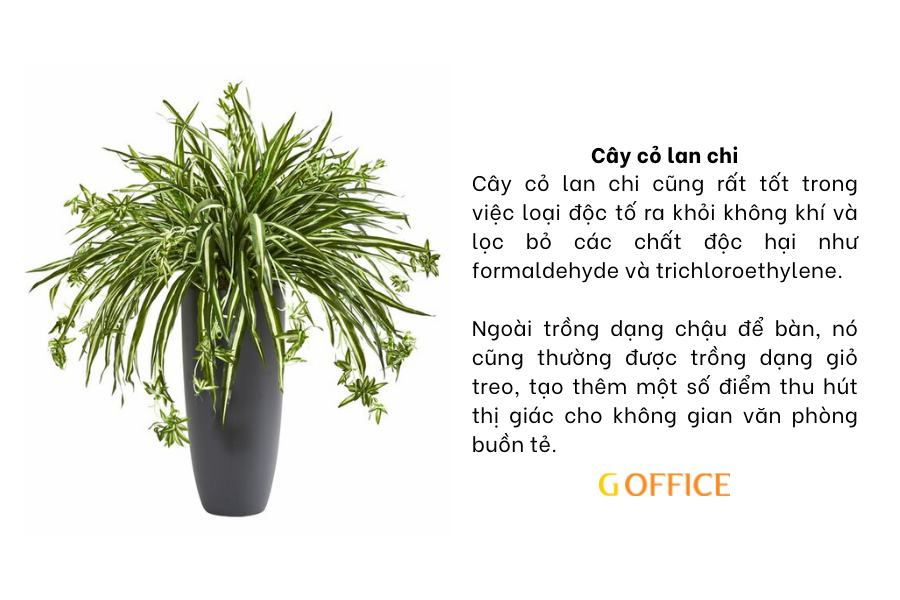 Cây cỏ lan chi - cây xanh để bàn làm việc