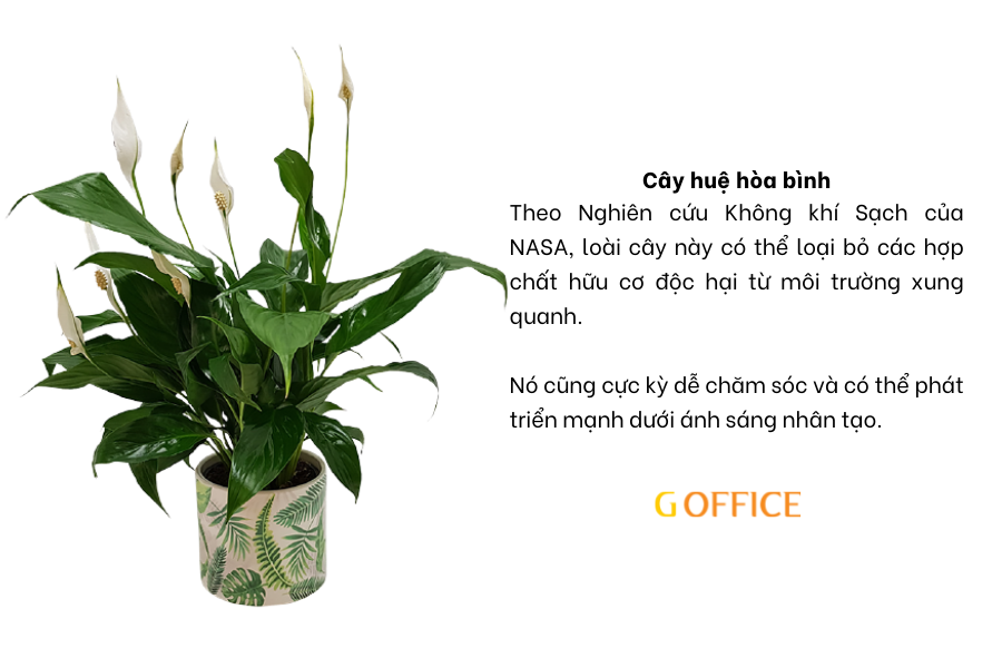 Cây huệ hòa bình - Cây xanh để bàn công ty
