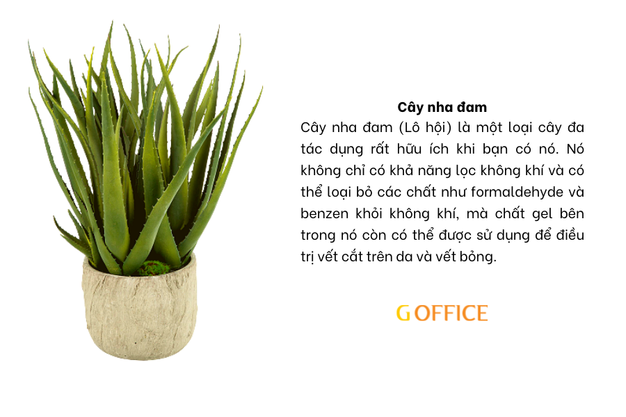 Cây nha đam - Cây xanh để bàn làm việc