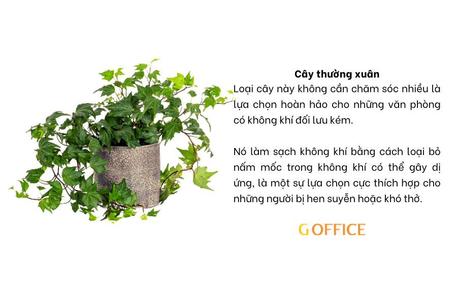 Cây thường xuân - Cây xanh để bàn làm việc