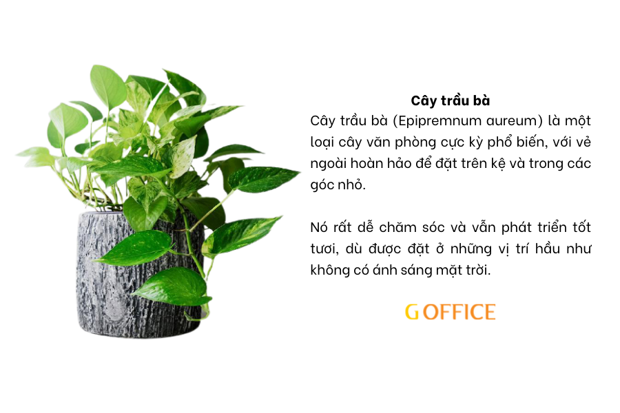 Cây trầu bà - Cây xanh để bàn văn phòng