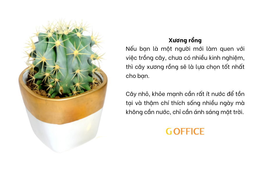 Xương rồng - Cây xanh để bàn làm việc