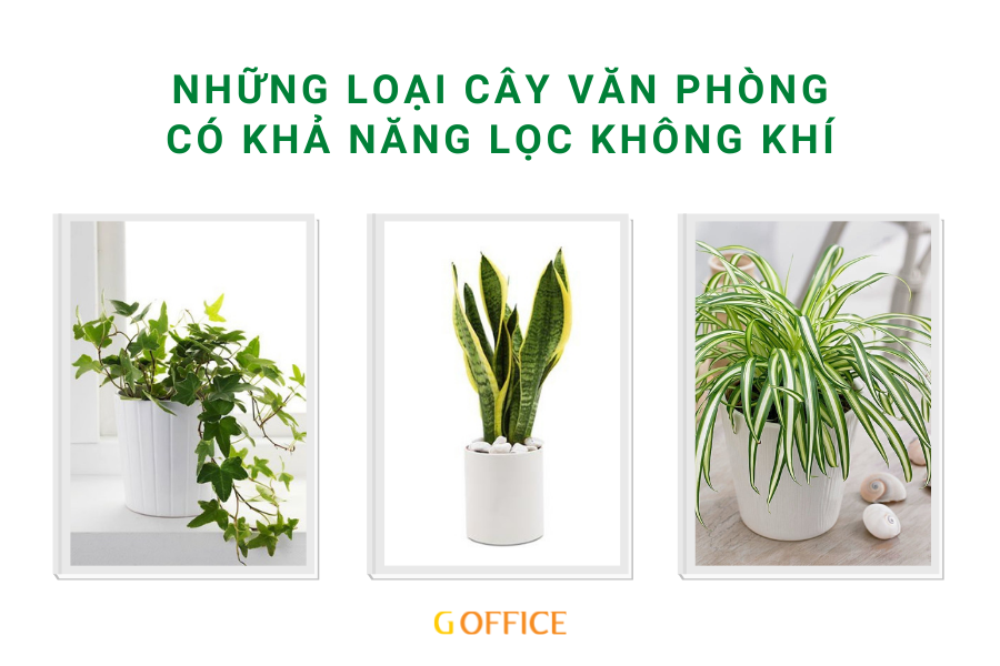 Các loại cây văn phòng lọc không khí tốt