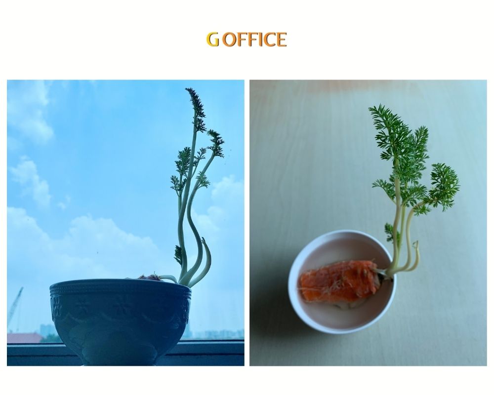 Trồng cà rốt từ phế liệu rau của quả