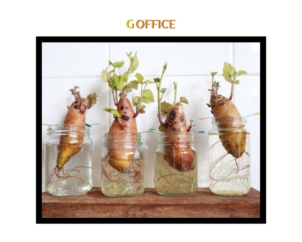 Trồng khoai lang từ phế liệu rau củ quả